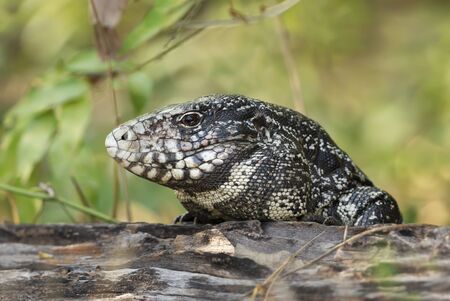 Close up of a Black and White Tegu (Salvator merianae), Pantanal, Brazil.の写真素材