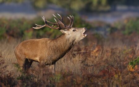 Close-up of a red deer stag calling during rutting season in autumn, UK.の写真素材