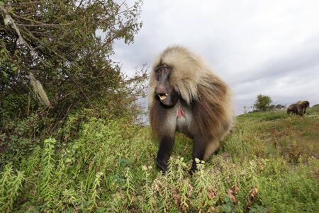 Close up of a male Gelada monkey (Theropithecus gelada) eating grass in Simien mountains, Ethiopia.