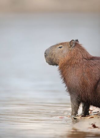 Close up of a Capybara against clear background on a river bank, South Pantanal, Brazil.の写真素材