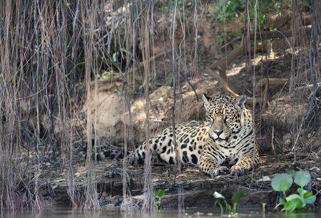 Close up of a Jaguar lying on a river bank under tree branches, Pantanal, Brazil.の写真素材