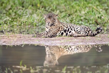Close up of a Jaguar lying on a river bank, Pantanal, Brazil.の写真素材