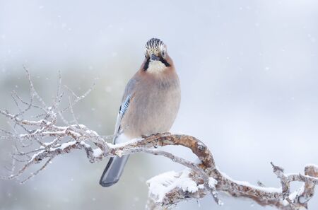 Close up of an Eurasian jay (Garrulus glandarius) perched on a tree branch in winter, Norway.の写真素材