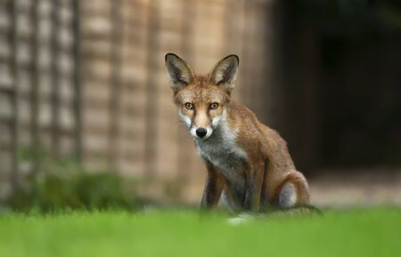 Close up of a young Red fox (Vulpes vulpes) sitting on grass in the garden, UK.