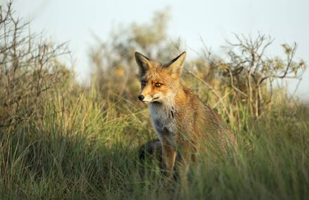 Close up of a young Red fox (Vulpes vulpes) in natural habitat.