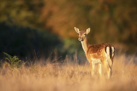 Close up of a young Fallow deer standing in grass, autumn in UK.の写真素材