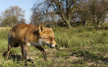 Close up of a red fox (Vulpes vulpes) walking in green grass, Netherlands.