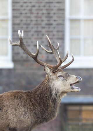 Close-up of a red deer stag calling during rutting season in autumn in an urban setting, UK.の写真素材