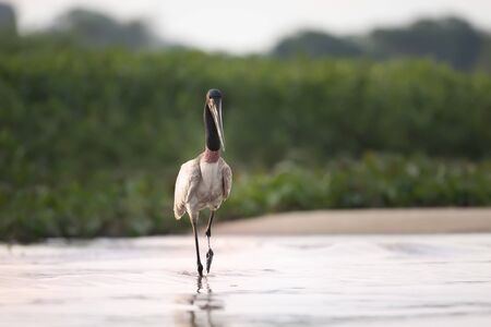 Close up of Jabiru standing in river, Pantanal, Brazil.の写真素材