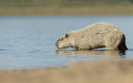 Close up of a Capybara on a river bank, South Pantanal, Brazil.
