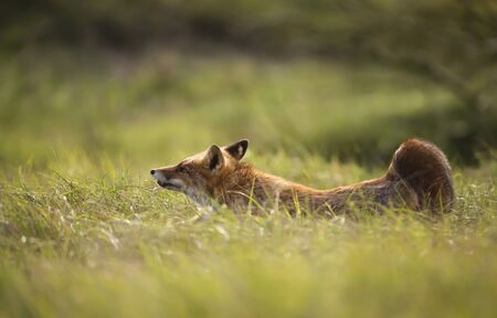 Close up of a red fox (Vulpes vulpes) lying in a meadow on a sunny morning, Netherlands.の写真素材