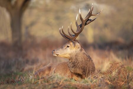 Close-up of a red deer stag lying on grass in beautiful light, autumn in UK.の写真素材