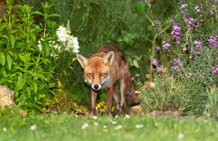 Close up of a red fox (Vulpes vulpes) standing among the flowers in a garden, United Kingdom.の写真素材
