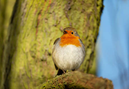 Close up of a garden bird European Robin (Erithacus rubecula) perched on a tree with puffed up...