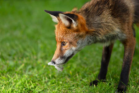 Close up of a red fox (Vulpes vulpes) with a bird feather in mouth, UK.