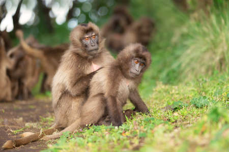 Close up of a mother Gelada monkey grooming her baby, Simien mountains, Ethiopia.