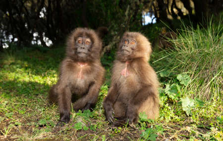 Close up of baby Gelada monkeys sitting on the ground, Simien mountains, Ethiopia.の写真素材