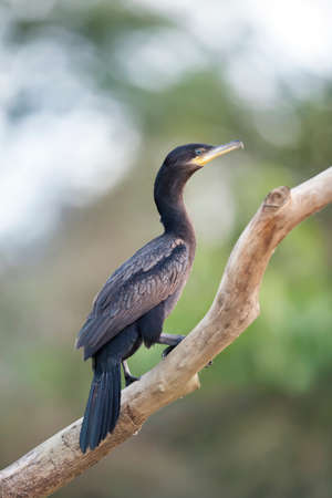 Close up of a Neotropic cormorant (Phalacrocorax brasilianus) perched on a tree branch, South Pantanal, Brazil.の写真素材