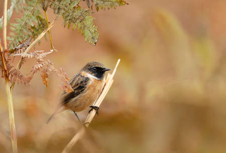 European stonechat perching on a fern branch against colorful background in natural surrounding, UK. Birds in parks and meadows.の写真素材