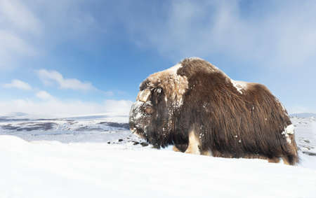 Close up of a male Musk Ox standing in snow, winter in Norway.の写真素材