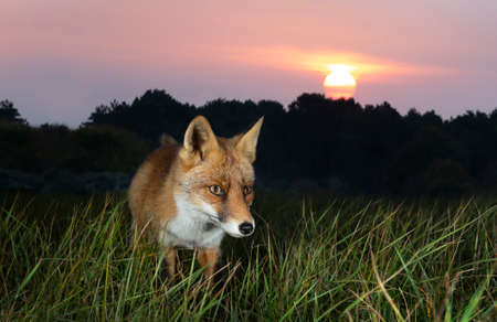 Close up of a Red fox (vulpes vulpes) at sunset.