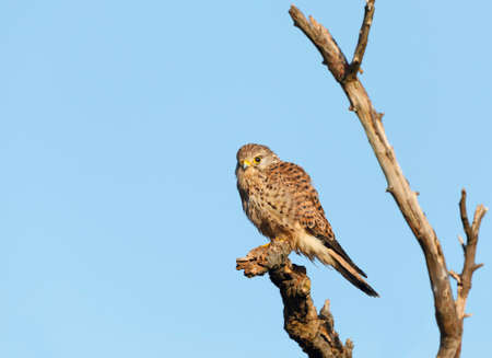 Close up of a common kestrel perched in a tree against blue sky, England.の写真素材