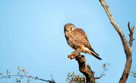 Close up of a common kestrel perched in a tree against blue sky, England.の写真素材