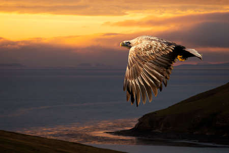 Close up of a White-tailed eagle (Haliaeetus albicilla) in flight at sunset, Norway.の写真素材