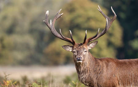Close-up of a red deer stag during rutting season in autumn, UK.