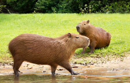 Close up of a Capybara walking in water on a river bank, South Pantanal, Brazil.の写真素材