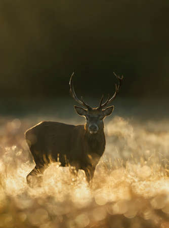 Red Deer (Cervus elaphus) stag at sunrise on a misty autumn morning, UKの写真素材