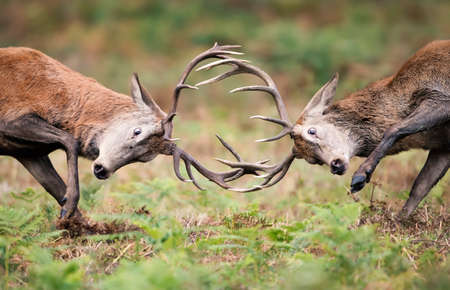 Closeup of Red deer stags fighting during rutting season in UK.の写真素材