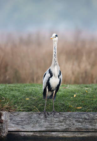 Close-up of a grey heron (Ardea cinerea) standing on a river bank on a misty autumn morning, UK.の写真素材