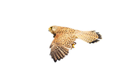 Close up of a common kestrel in flight against clear white background.の写真素材