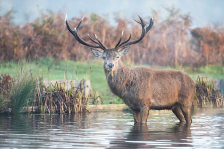Close-up of a red deer stag standing in water on a misty autumn morning, UK.の写真素材