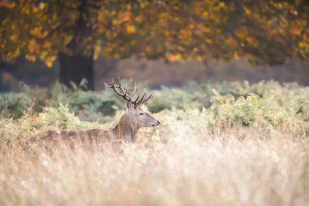 Close up of a Red deer (Cervus elaphus) standing under a tree during rutting season at dawn, autumn in UK.の写真素材