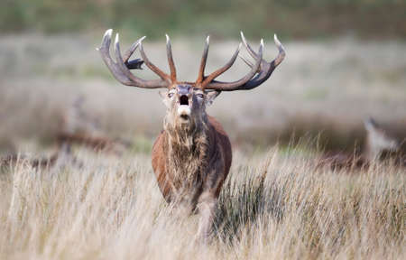Close-up of a red deer stag calling during rutting season in autumn, UK.の写真素材