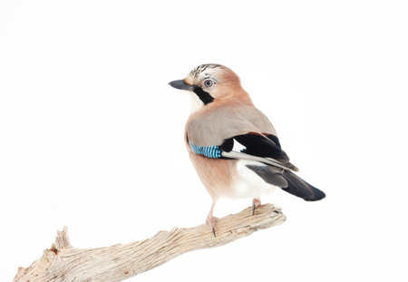 Close up of an Eurasian jay (Garrulus glandarius) perched on a tree branch in winter, Norway.の写真素材