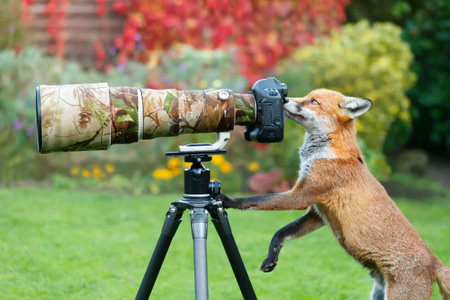 Close up of a red fox (Vulpes vulpes) curiously looking through a camera lens, United Kingdom.の写真素材
