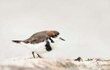 Close up of a two-banded plover on a sandy beach in the Falkland Islands.