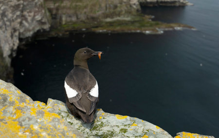 Close-up of a Black guillemot on a rock with a fish in the beak, Shetland islands, UK.の写真素材