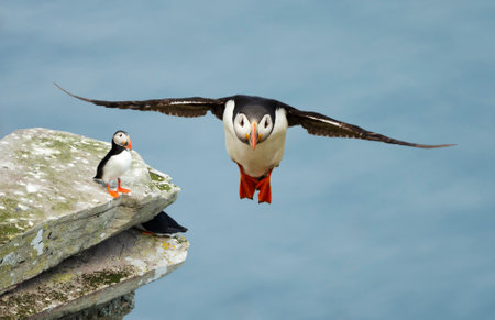 Close up of Atlantic puffin in flight on a coastal area in Scotland, UK.の写真素材