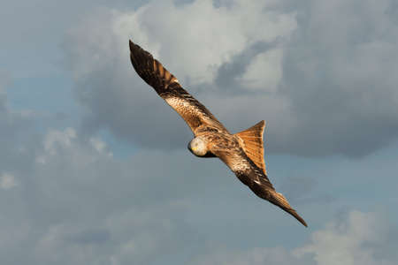 Close up of a Red kite in flight against cloudy sky, Chilterns, Oxfordshire, UK.