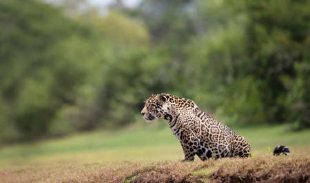 Close up of a Jaguar sitting on a river bank, South Pantanal, Brazil.