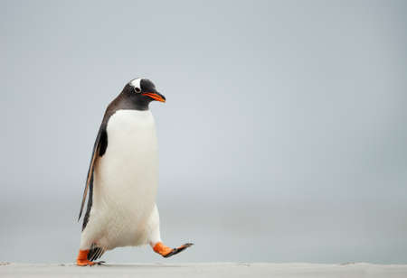 Gentoo penguin walking on a sandy beach in the Falkland Islands.の写真素材