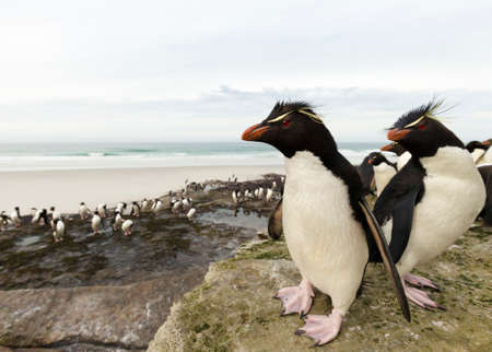 Close up of Southern rockhopper penguins (Eudyptes chrysocome) in Saunders, Falkland Islands.の写真素材
