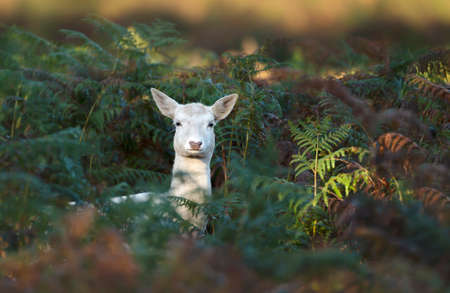 Close up of a white Fallow Deer in ferns, UK.の写真素材