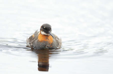 Close up of a Red-necked phalarope (Phalaropus lobatus) in water.の写真素材