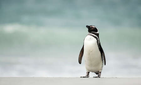 Magellanic penguin walking on a sandy beach, Falkland Islands.の写真素材