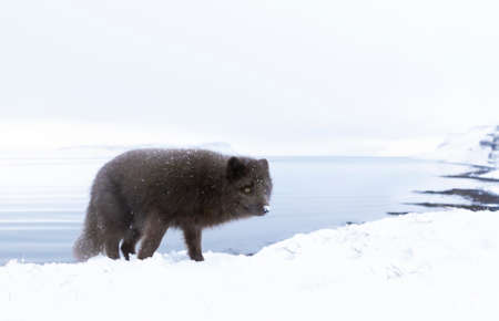 Close up of an Arctic fox in winter on the coasts of Iceland.の写真素材